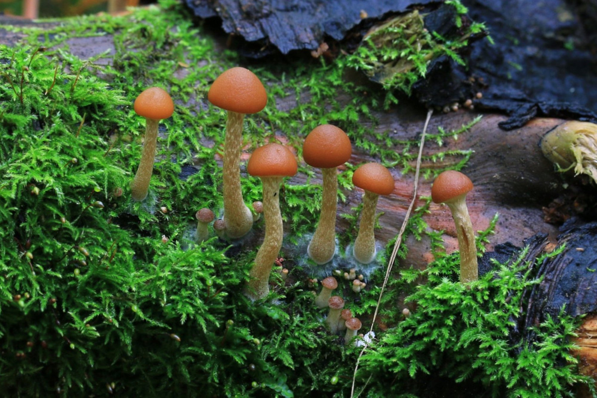 Ole teadlik! Ülevaade surmavalt mürgistest seentest Eesti metsades