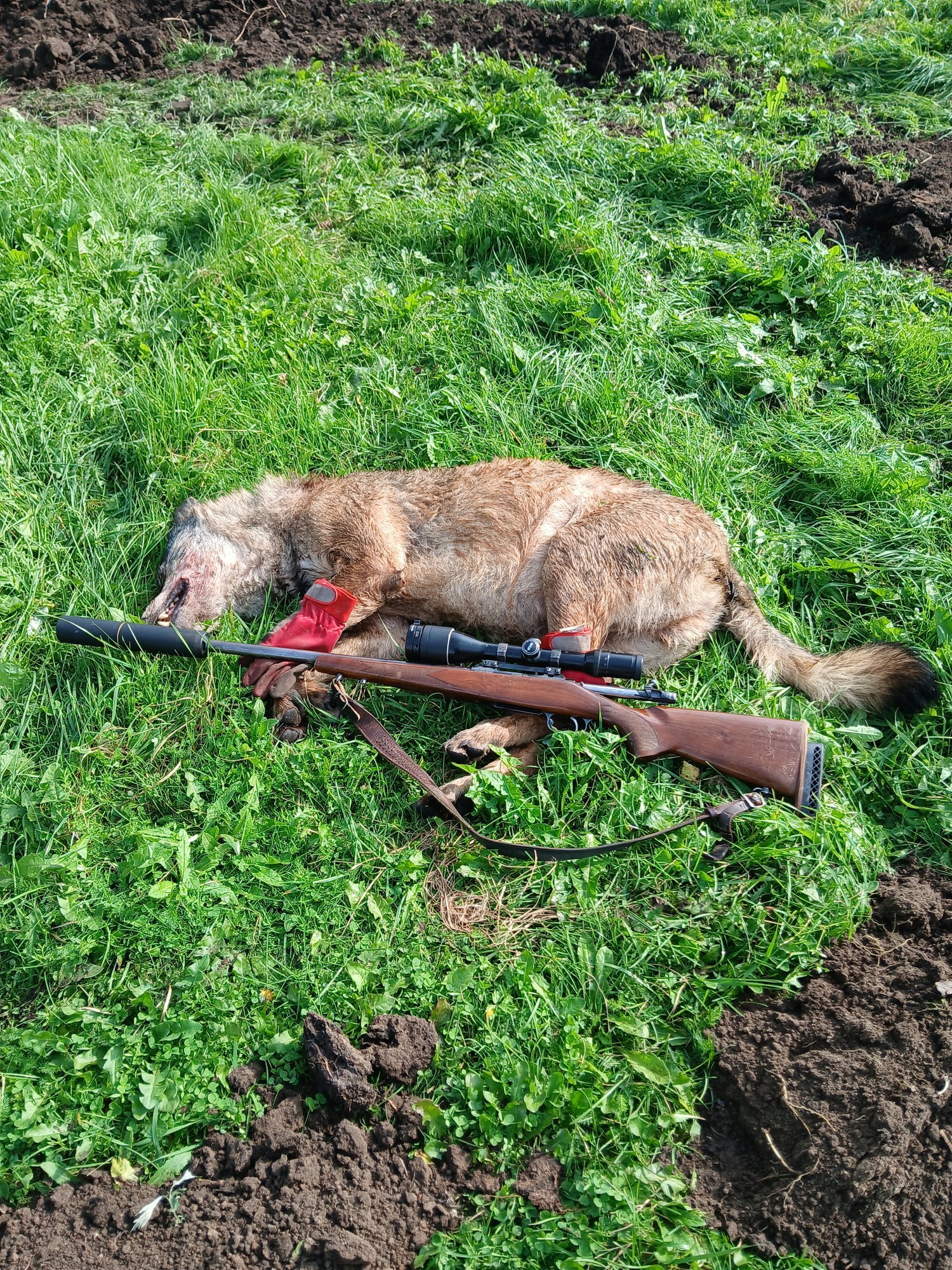 Soomaa veisekasvataja on huntidega hädas: „Kui riik keskkonnaameti tegevusetust ei peata, lõppeb Eesti lihakasvatus“