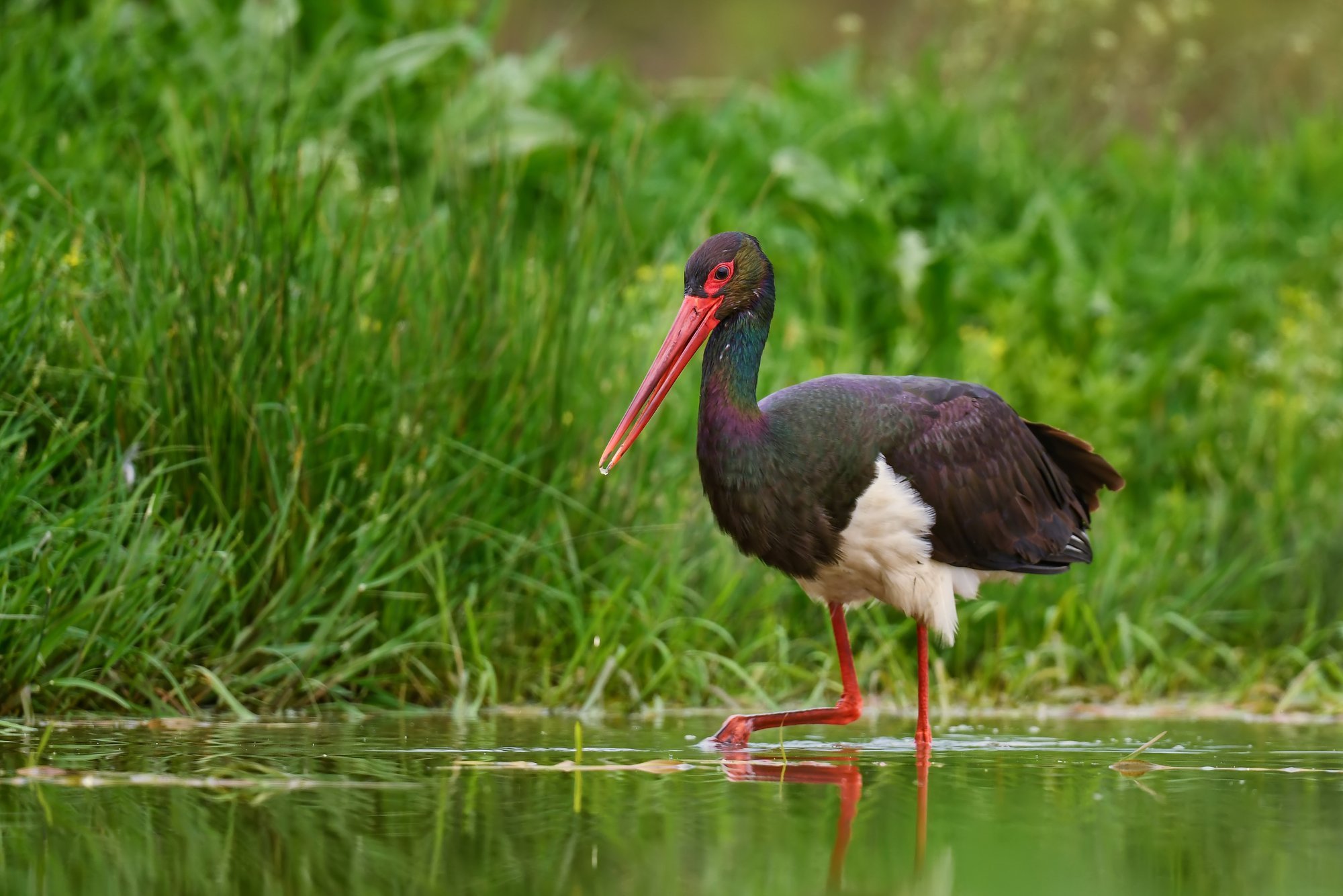 Eestist pärit haruldane must-toonekurg langes Saksamaal salaküti ohvriks