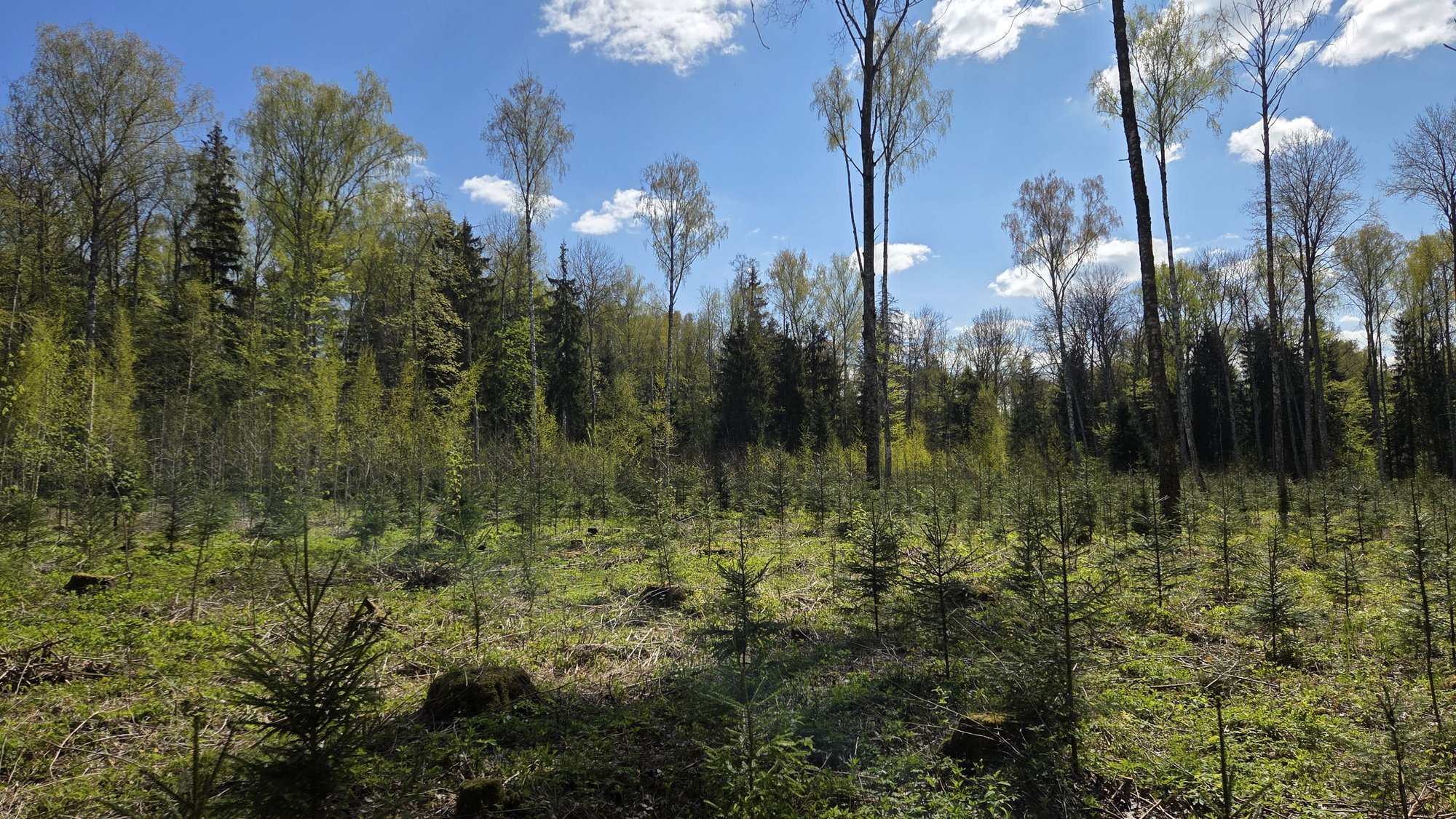 Kiirem metsauuendus soosib noore metsa tootlikkust