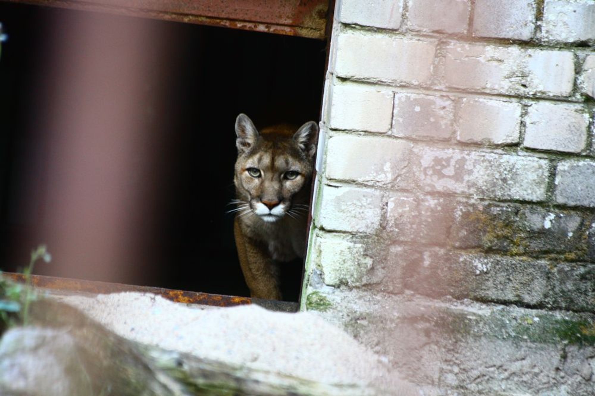 Puuma nägemisest antakse teada kõikjalt üle Eesti. Häirekeskus: teateid on laekunud ka Ida-Virumaalt