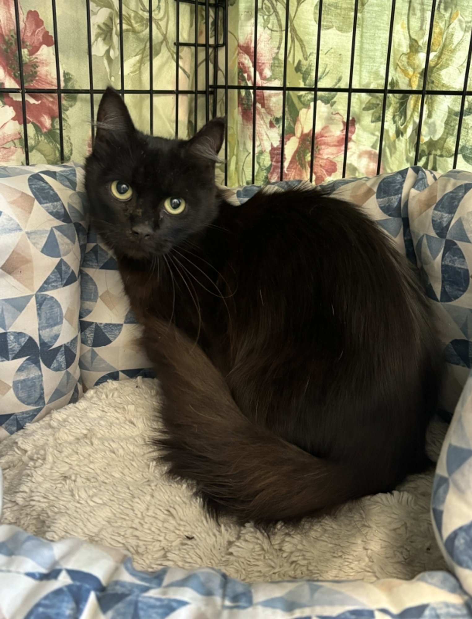 Lohepreili Lenna mure: kui praegu hambad terveks ei saa, tuleb ette võtta eluaegne ravi