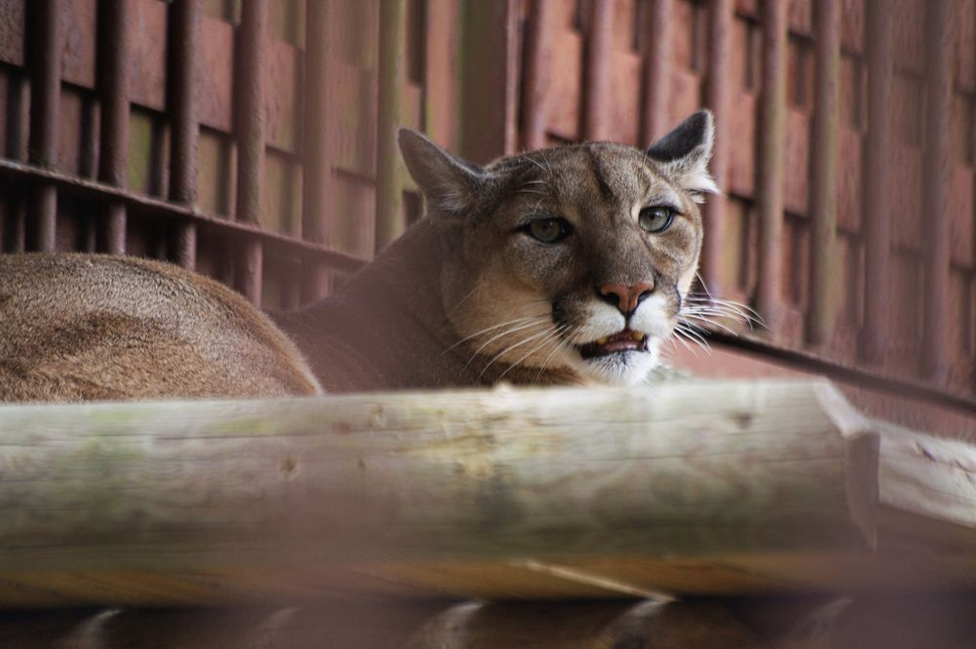 Hoiatus! Eesti metsades liigub ringi puuma