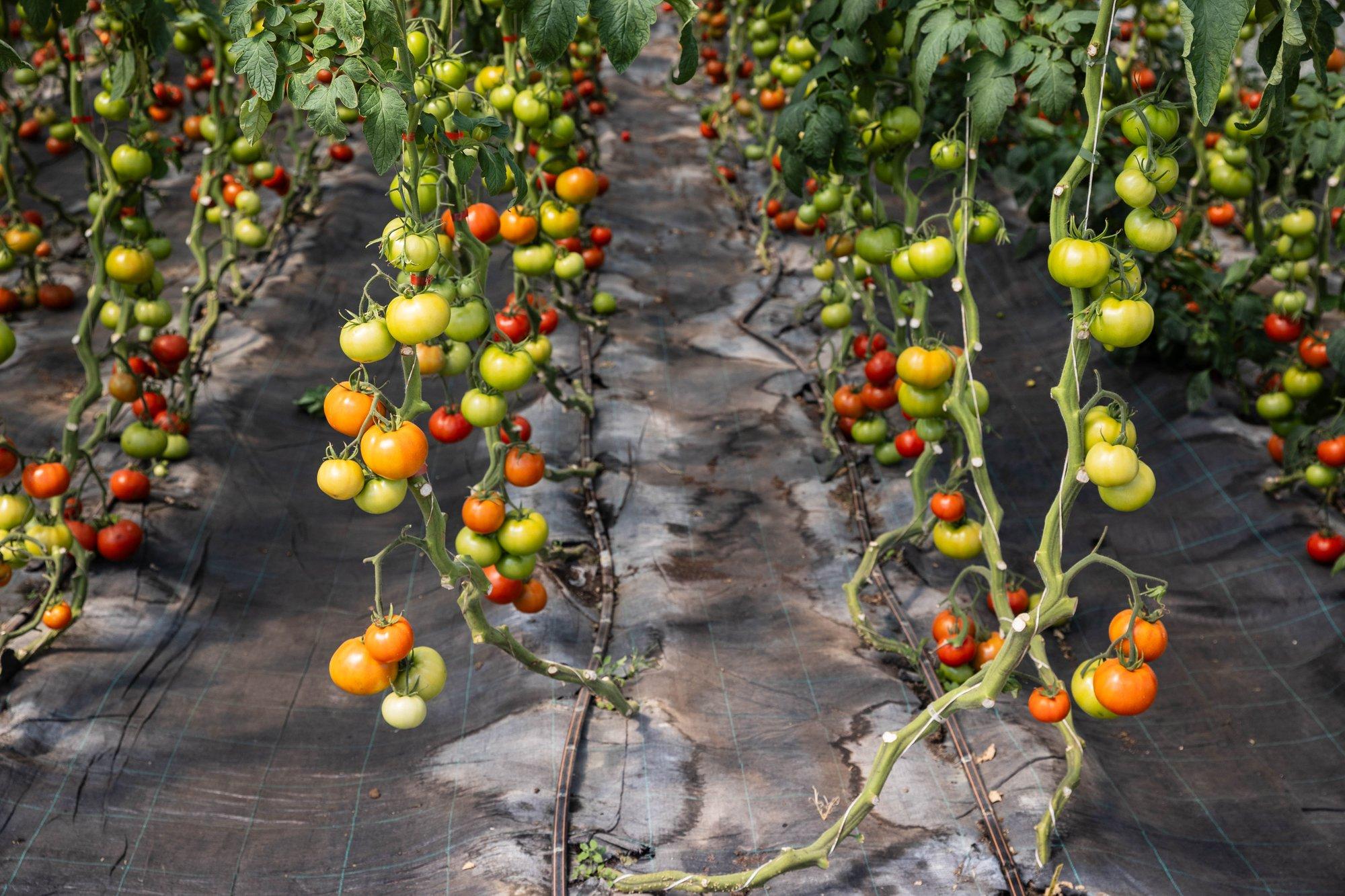 Kuidas rohelised tomatid järelvalmima panna, nii et oma aia saaki jaguks detsembrini