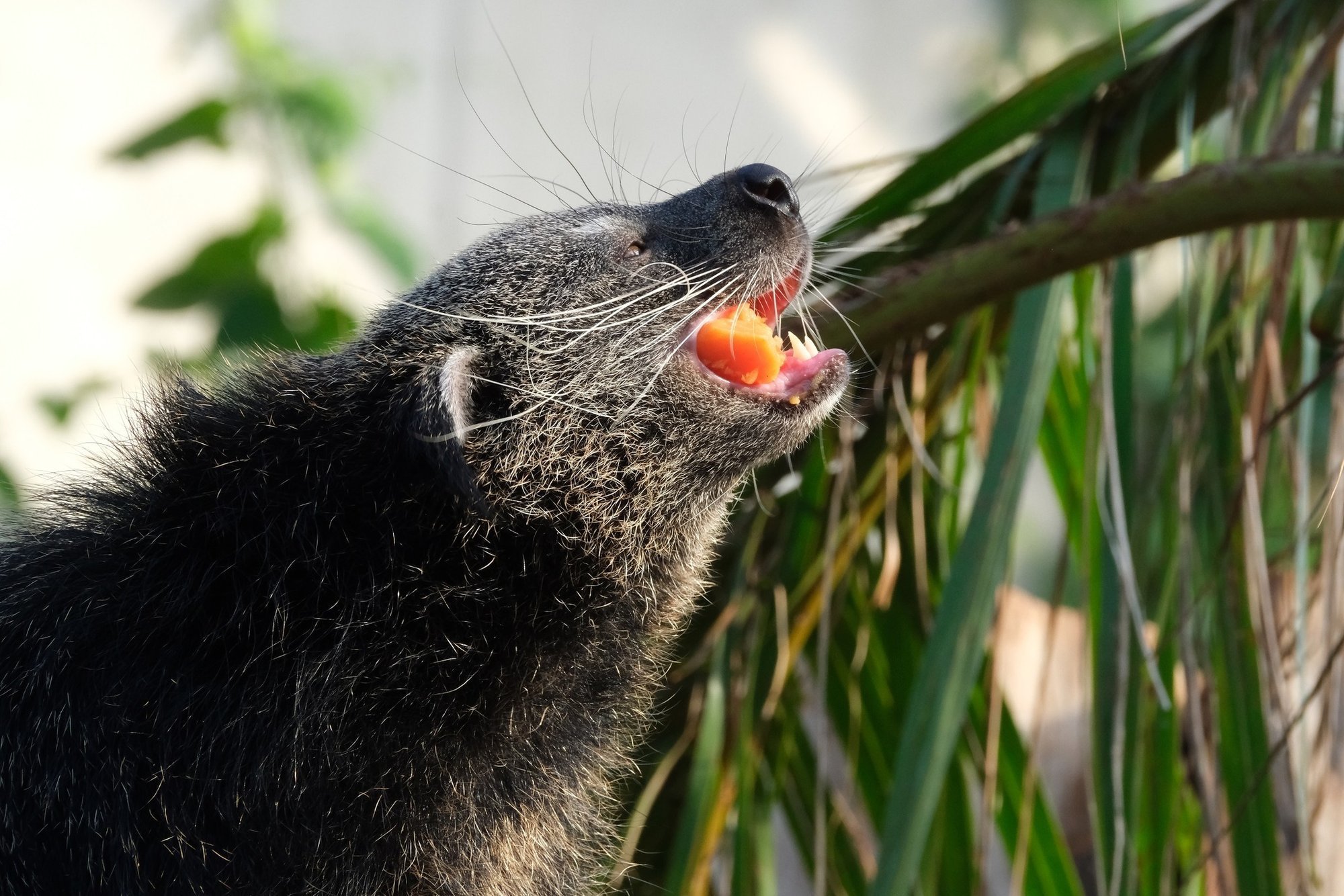 Loomaaia vihmamets läheb pikaks ajaks remonti, binturongid ja sõrmiksaarmad ootavad veel lähipäevil külla