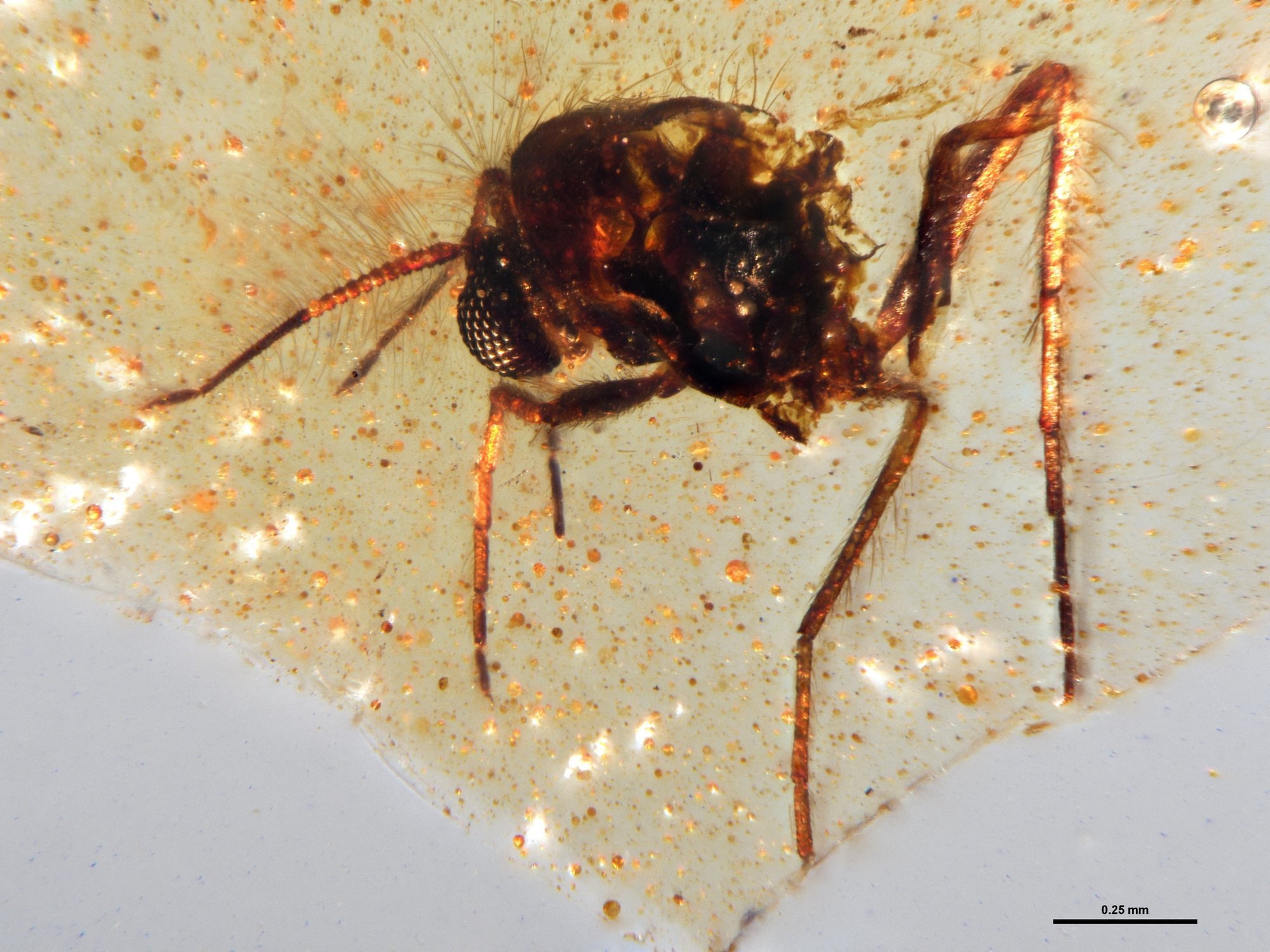 Ecuadorist leitud merevaigus peitusid putukad dinosauruste ajastust