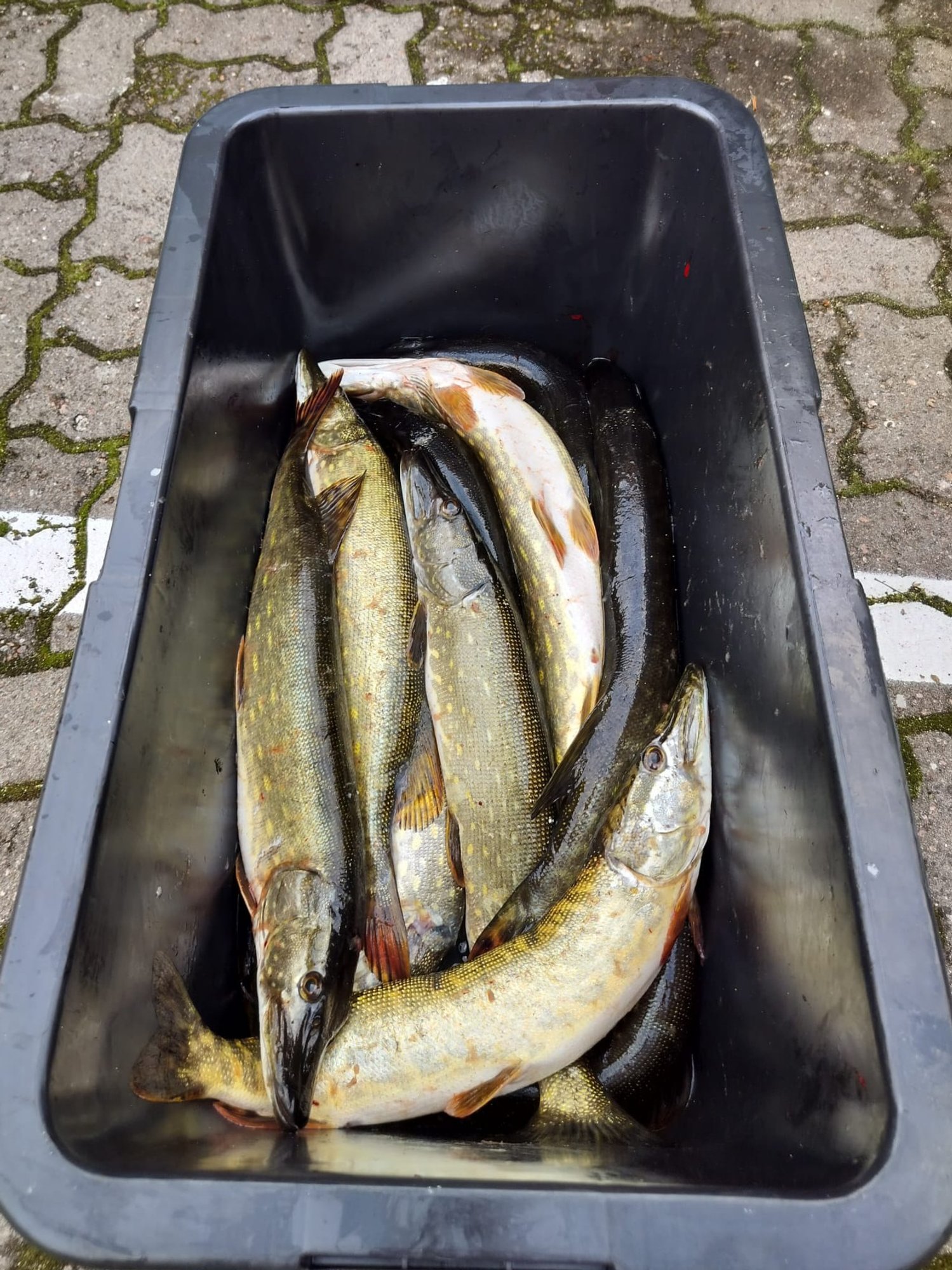 Kalastaja kurdab: miks on lubatud ainult viis haugi mehe kohta? Meri kubiseb kalast