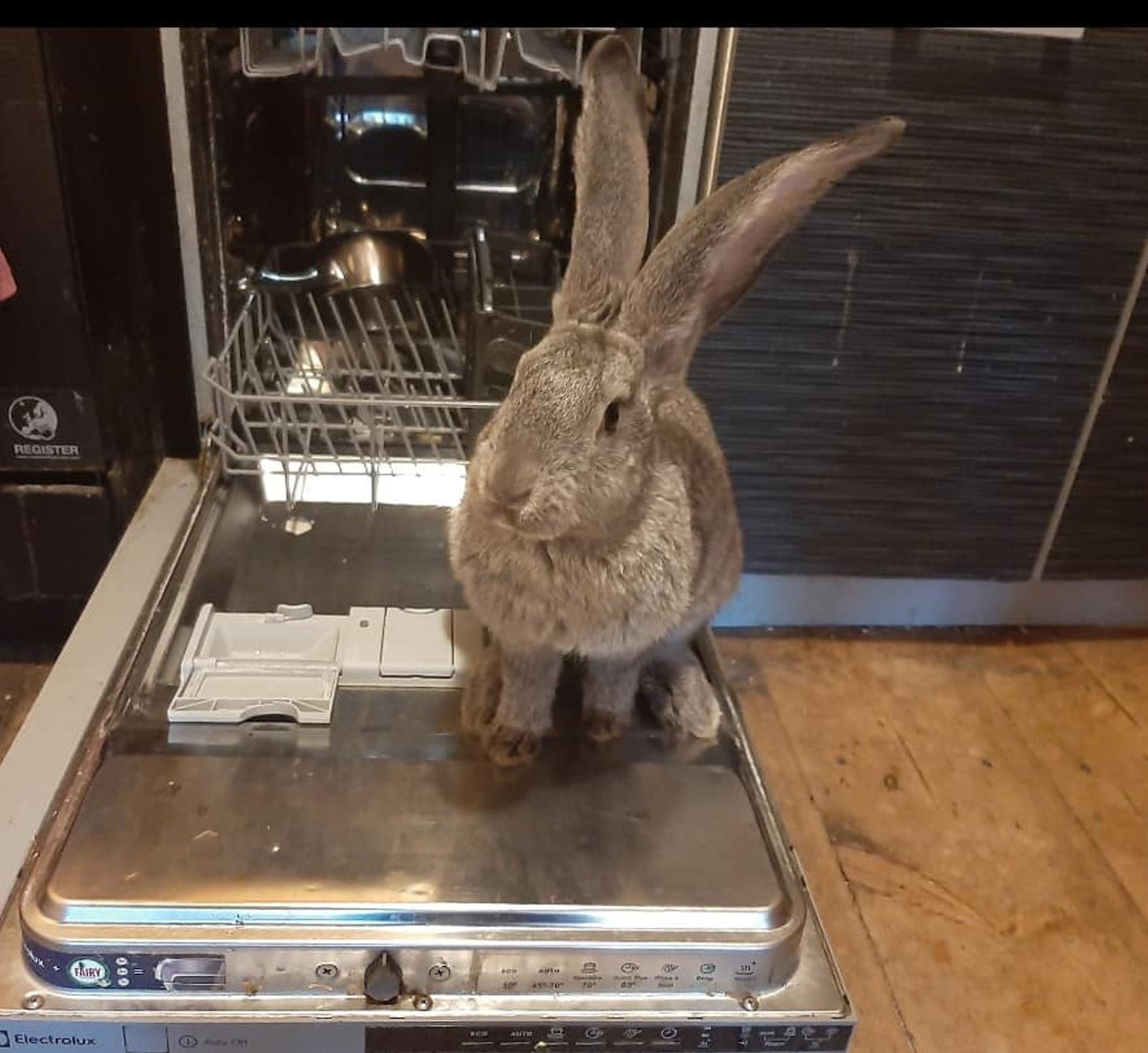 LOOMAPARGI LOOD | Peakokast küülik koostas ostunimekirju ja kritiseeris köögis valminud toitu