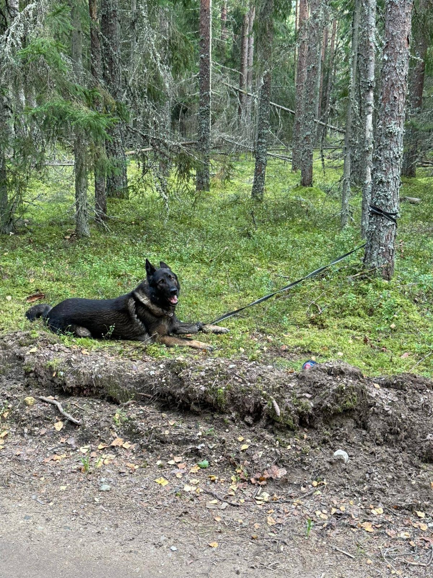 Said, mis tahtsid! Mees sidus kättemaksuks ekskaasale nende koera metsa puu külge surema
