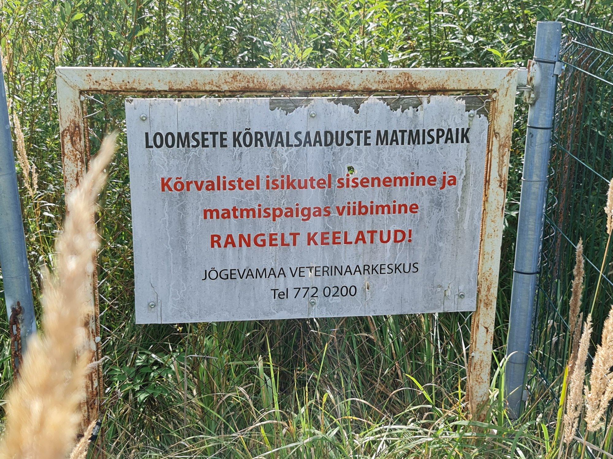 Torma sigade matmispaik 10 aastat tagasi: mõni päev pärast matmist avastati, et sead kerkivad riburadapidi pinnal