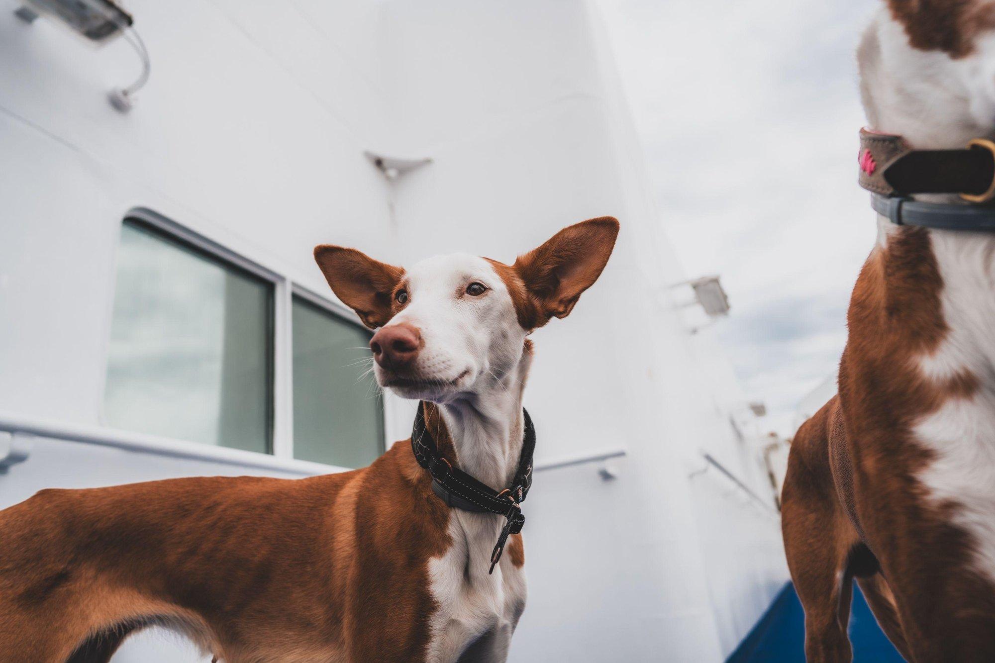Koer pardal: nipid ja reeglid, mis päästavad teie ühise merereisi