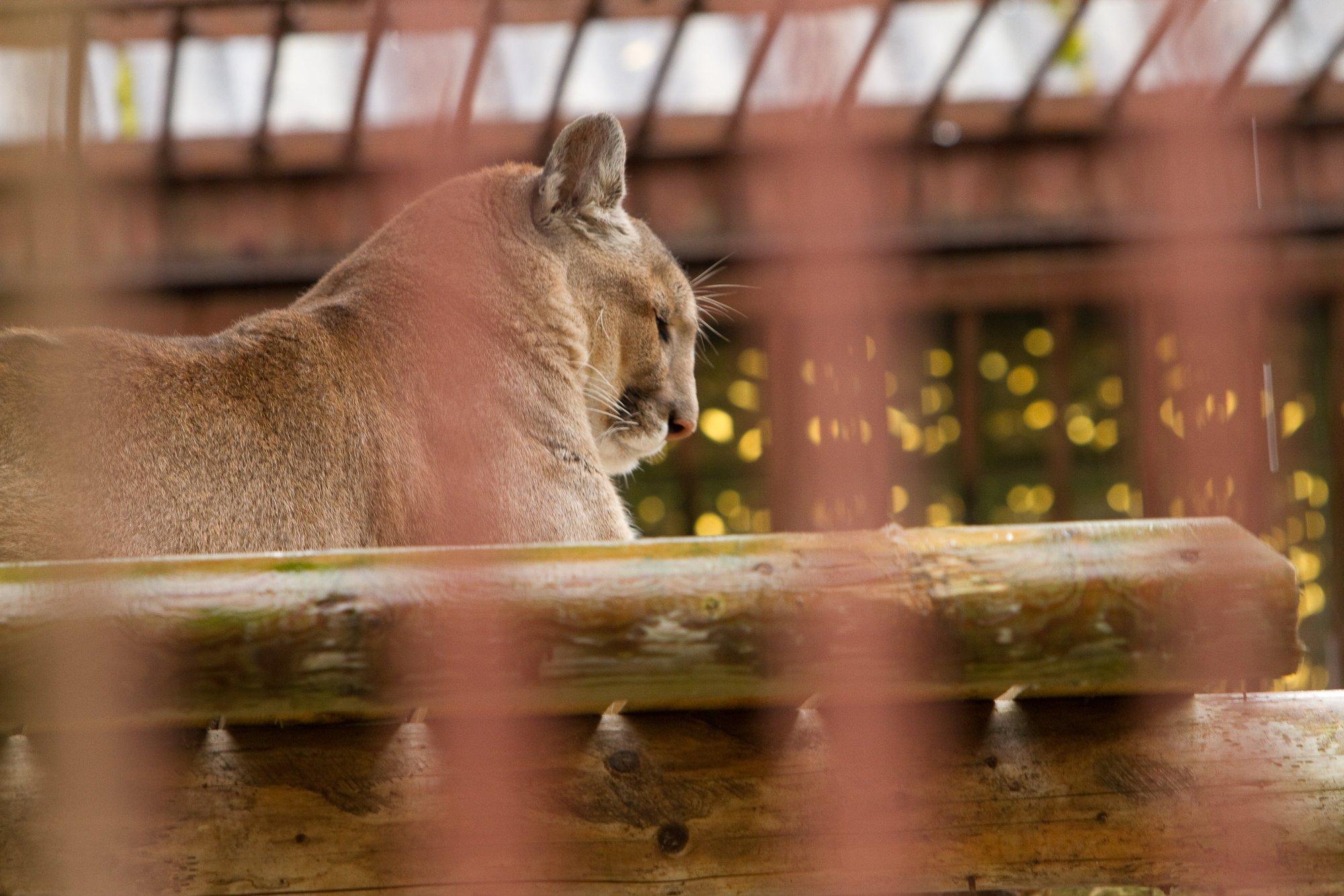 KÜSITLUS | Kas Võrumaa puuma tuleks kinni püüda?