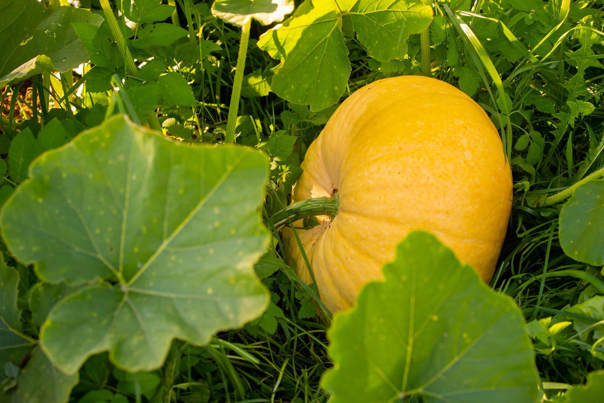 Nõuanded, kuidas ja millal koristada kõrvitsad, et nad säiliksid talvel hästi