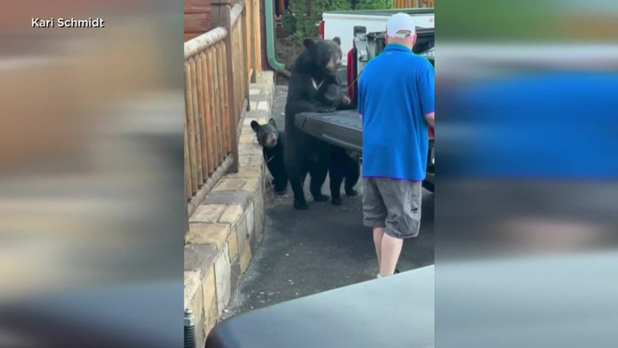 VIDEO | „Anna siia!“ Kaht poega kantseldav karuema virutas puhkajate silme all ära nende toidukoti