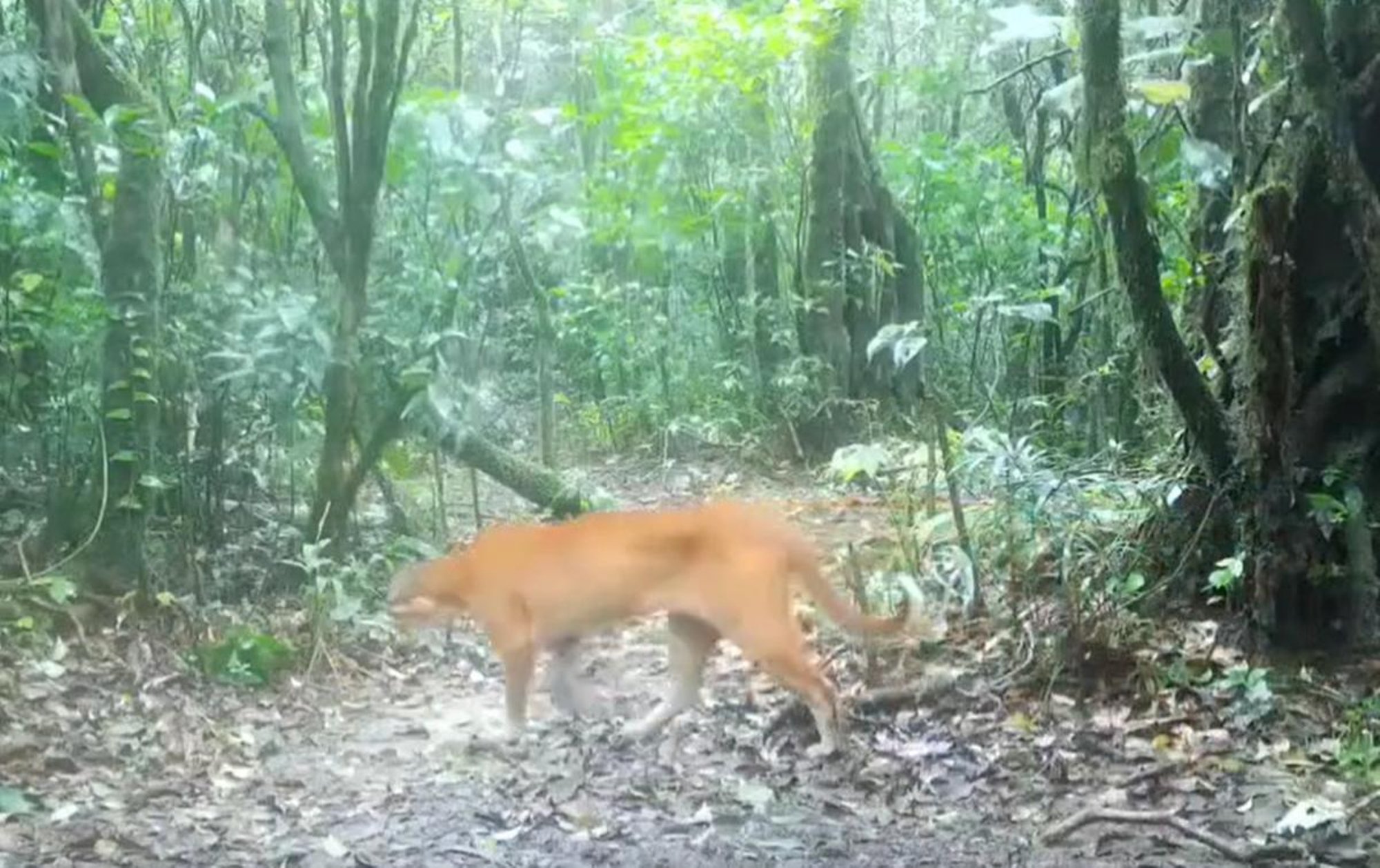 VIDEO | Tai džunglis jäi kaamerasilma ette üks maailma haruldasemaid kiskjaid