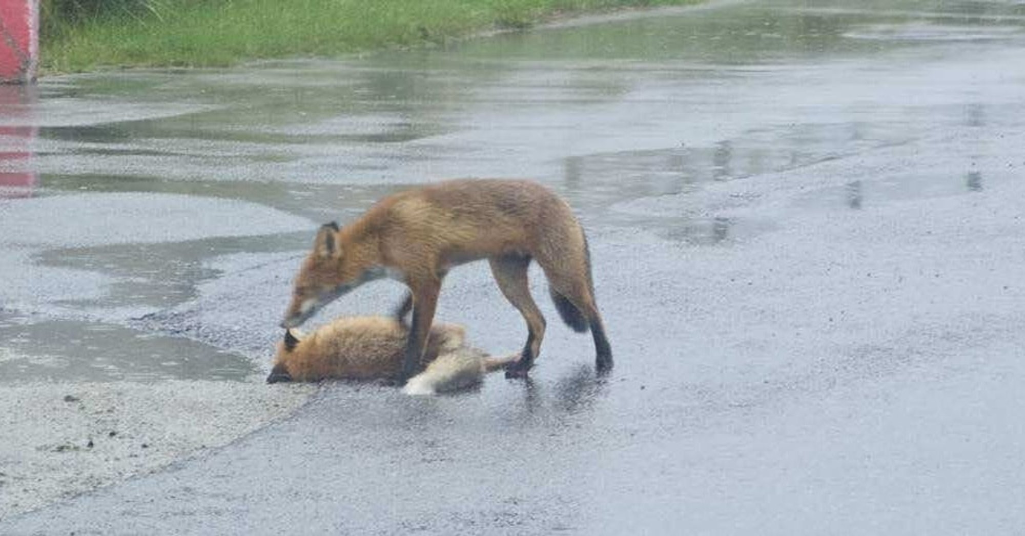 Rae vallas rebase alla ajanud hoolimatu autojuht lahutas üksmeelsed kutsikad igaveseks