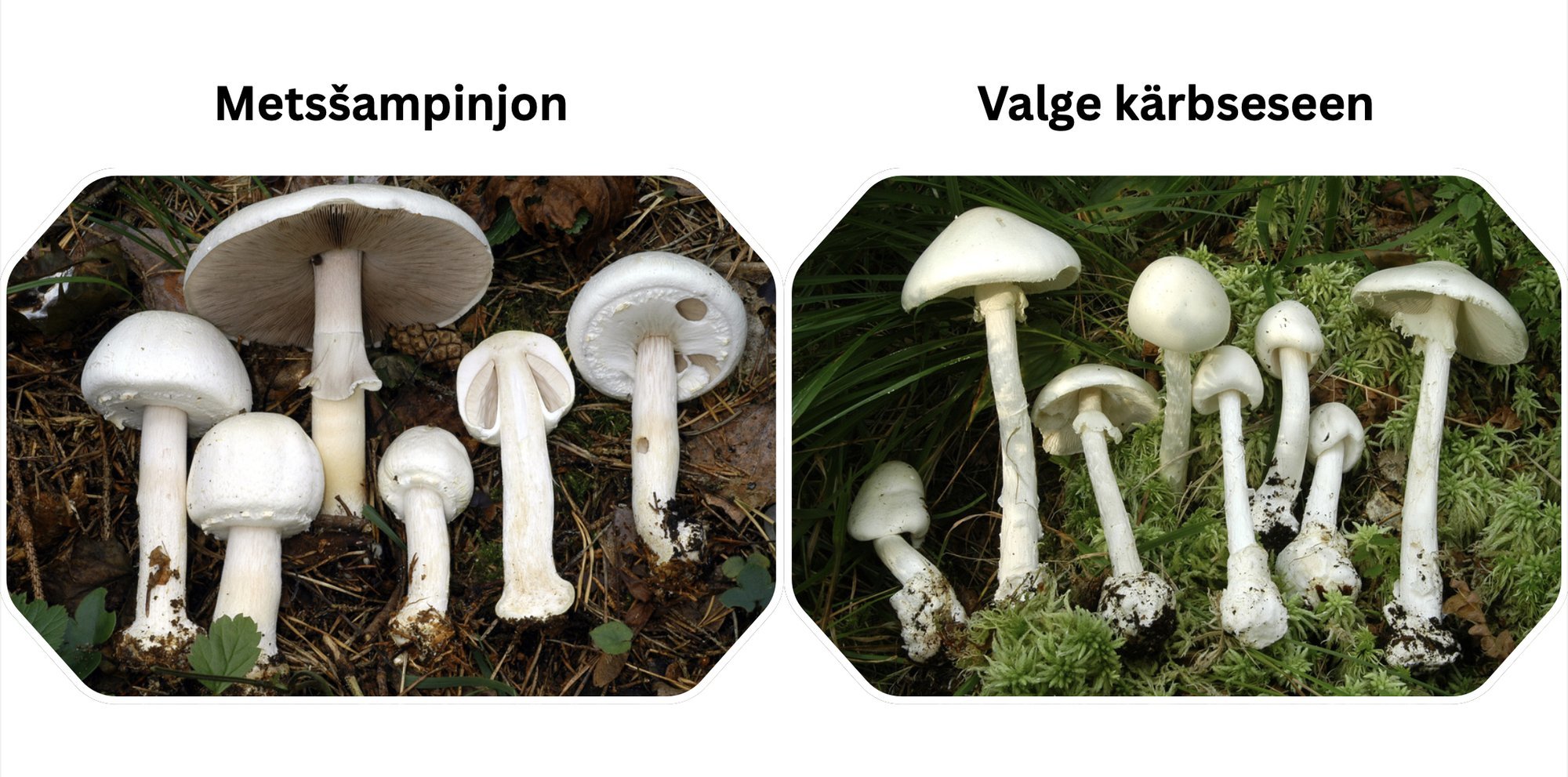 Ettevaatust, mürgised teisikud! 4 seenepaari, mida metsas mitte segi ajada