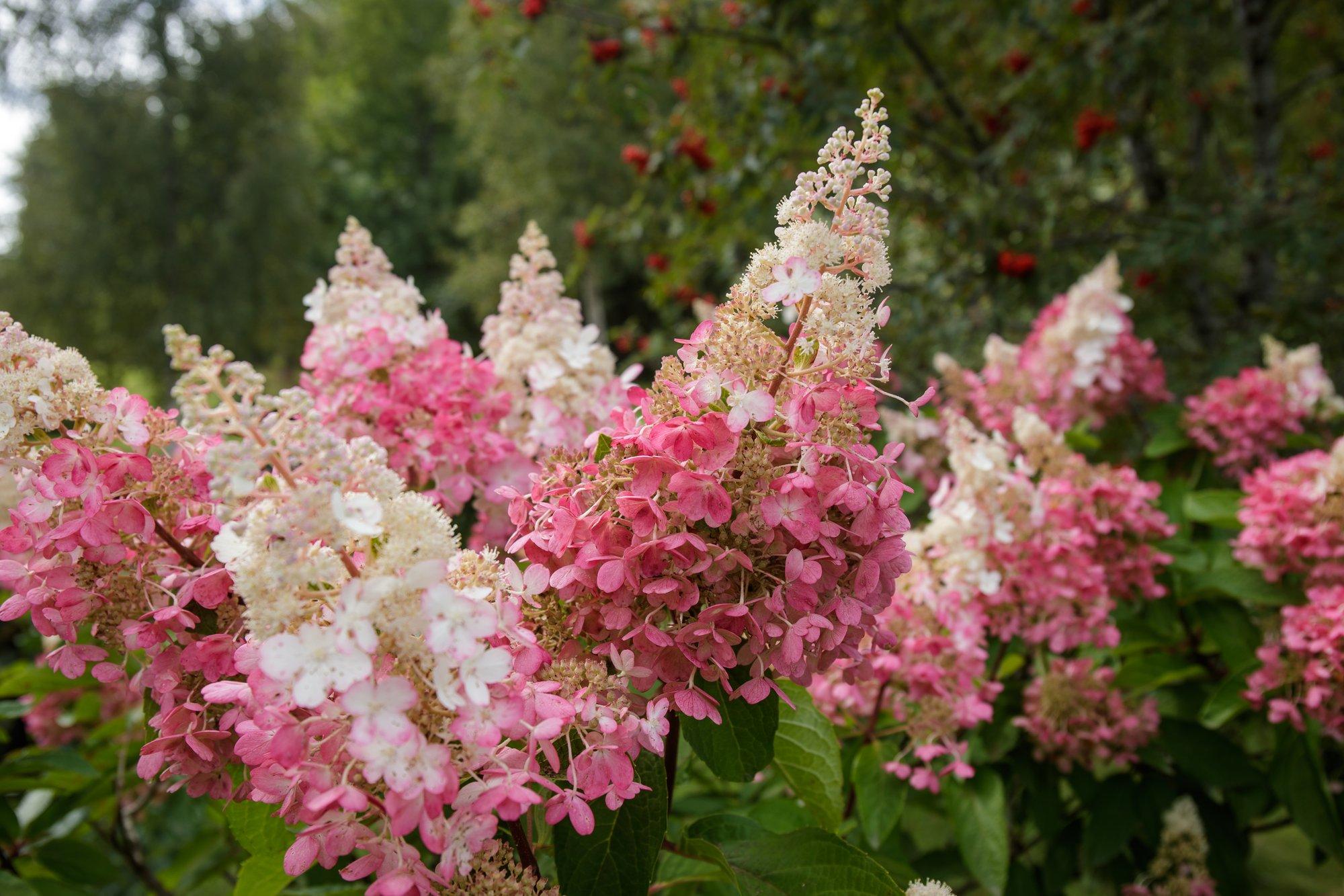 Igas aias võiks kasvada vähemalt üks hortensia, mis on terve sügise õievahus