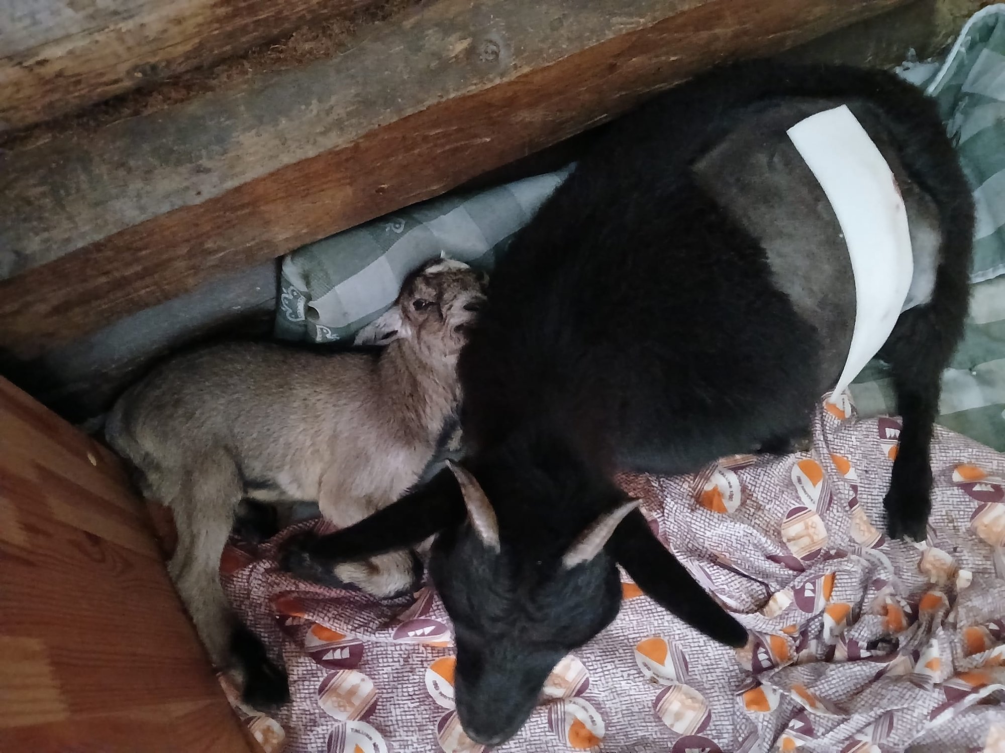 LOOMAPARGI LOOD | Eesti väikseima kameruni kitse tall sündis lömmis ja lopergusena, sest poisid läksid ula peale