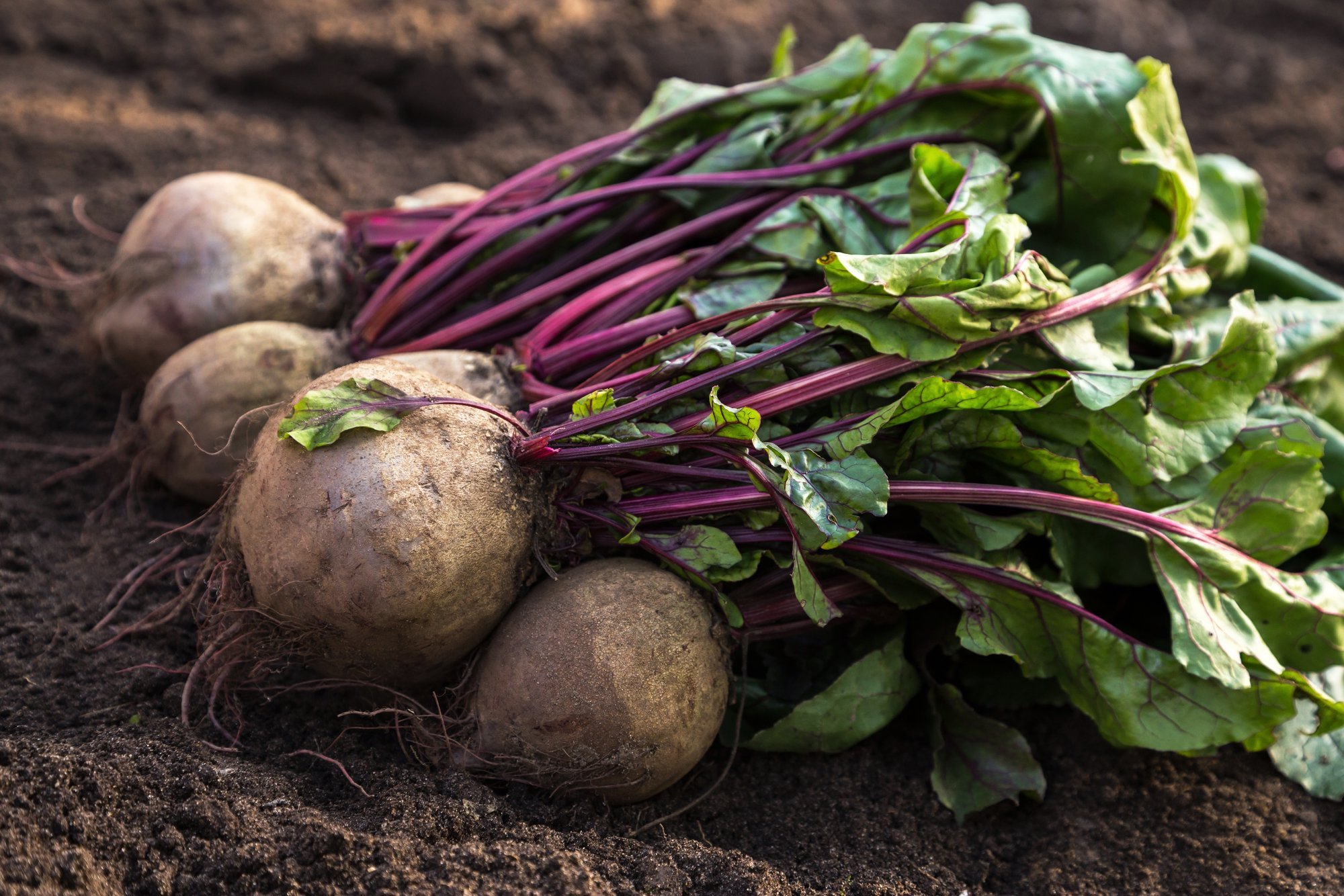 10 nippi, kuidas koristada punapeeti, et see säiliks kevadeni