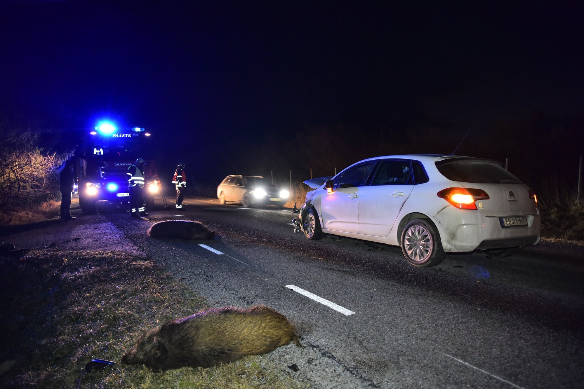 Üle poole kokkupõrgetest metsloomadega juhtub sügisel: kuidas neid vältida ja mida teha õnnetuse korral?
