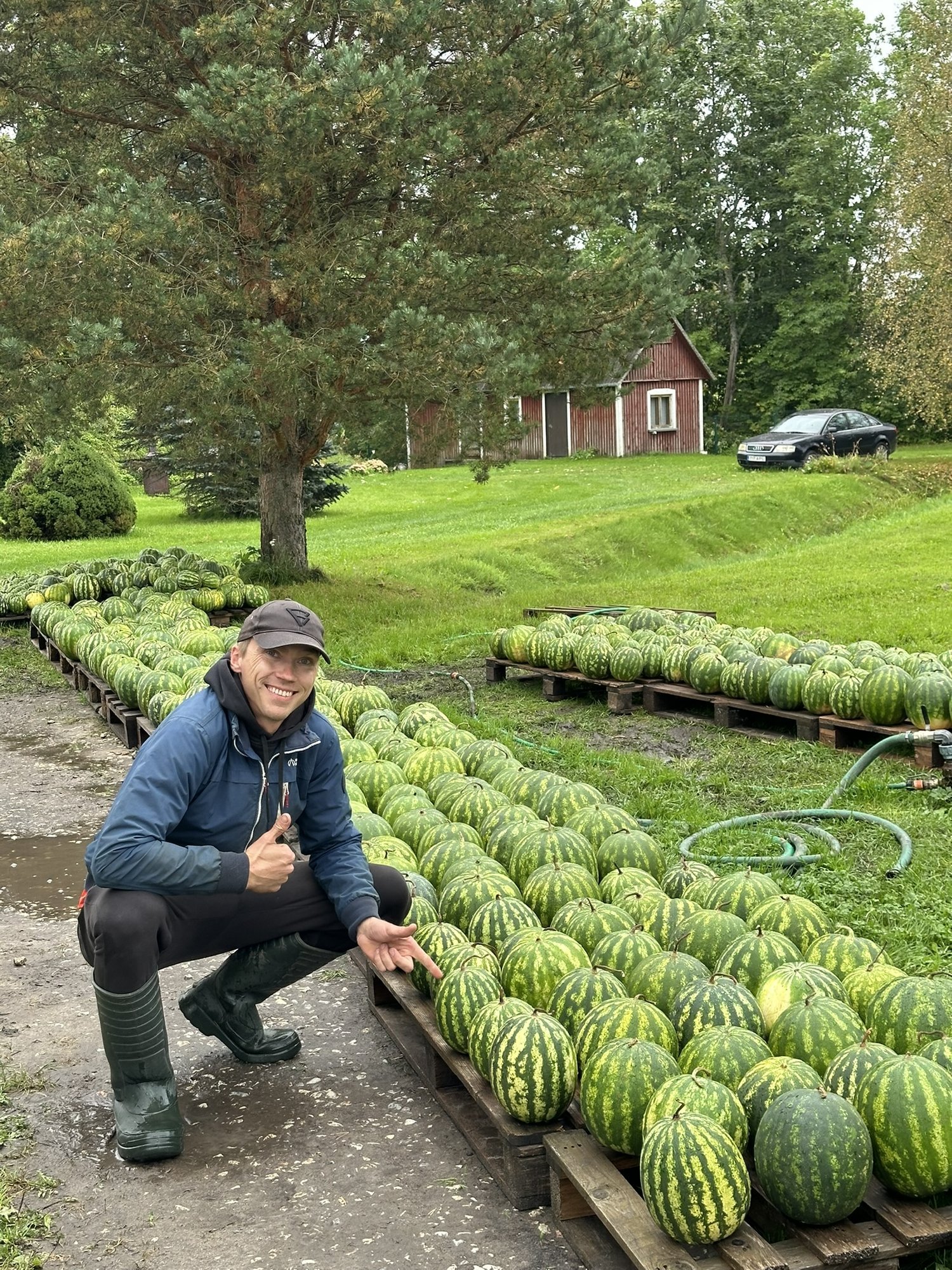 Kodumaised viljad: Eestis kasvatatakse tonnide viisi arbuuse ja viinamarju