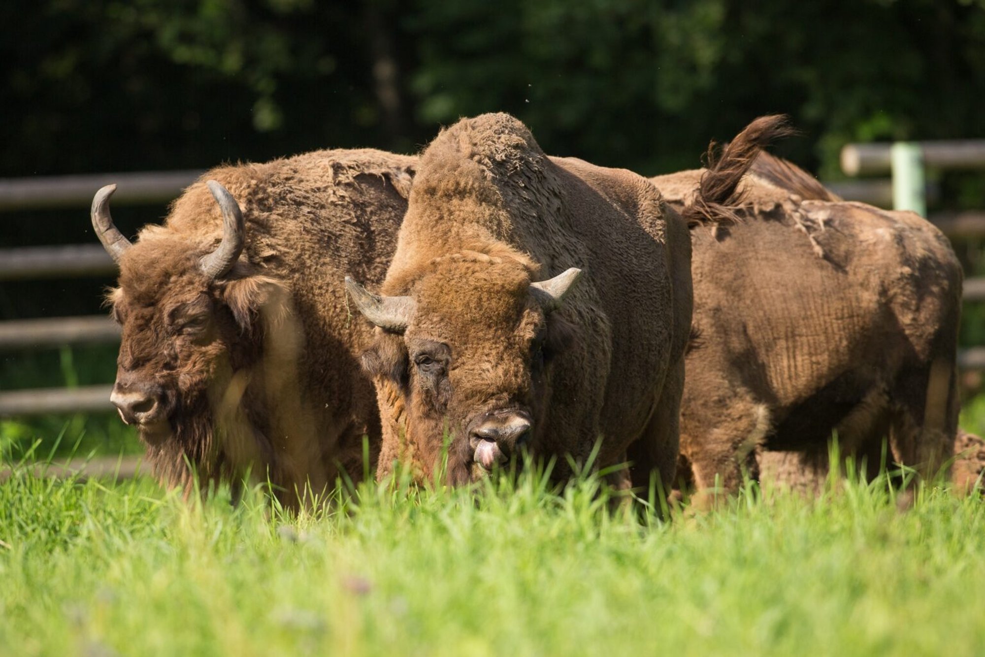 Kurb uudis Elistvere loomapargist: armastatud piisonihärra heitis maha ega tõuse enam kunagi jalgele