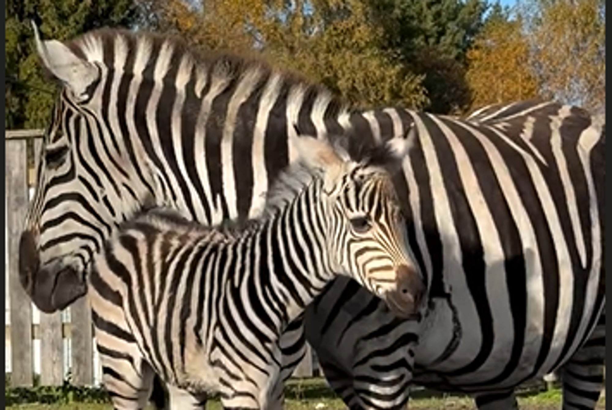 VIDEO | Muhumaal sündis taas väike ime – armas sebrabeebi