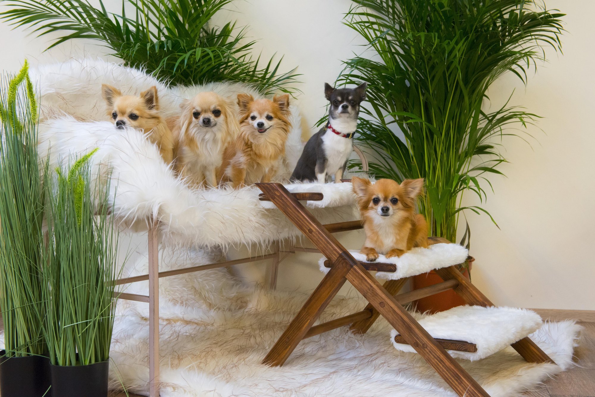 Kas ta teeb seda nimme? Koera rahulolematus võib viia kiusupissi või üllatuskoogini