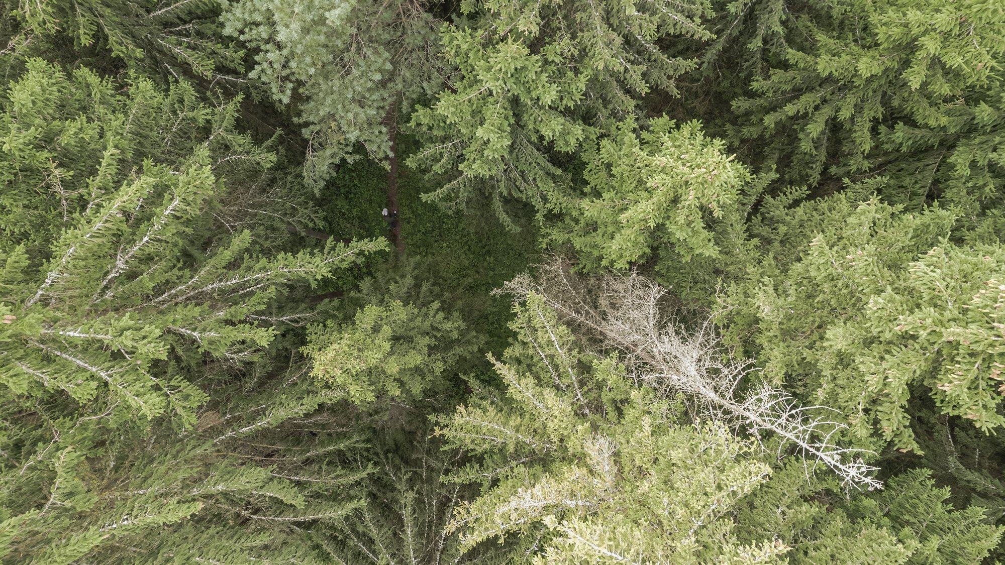 Tarmo Soomere: et metsast mõtelda oleks mõnus