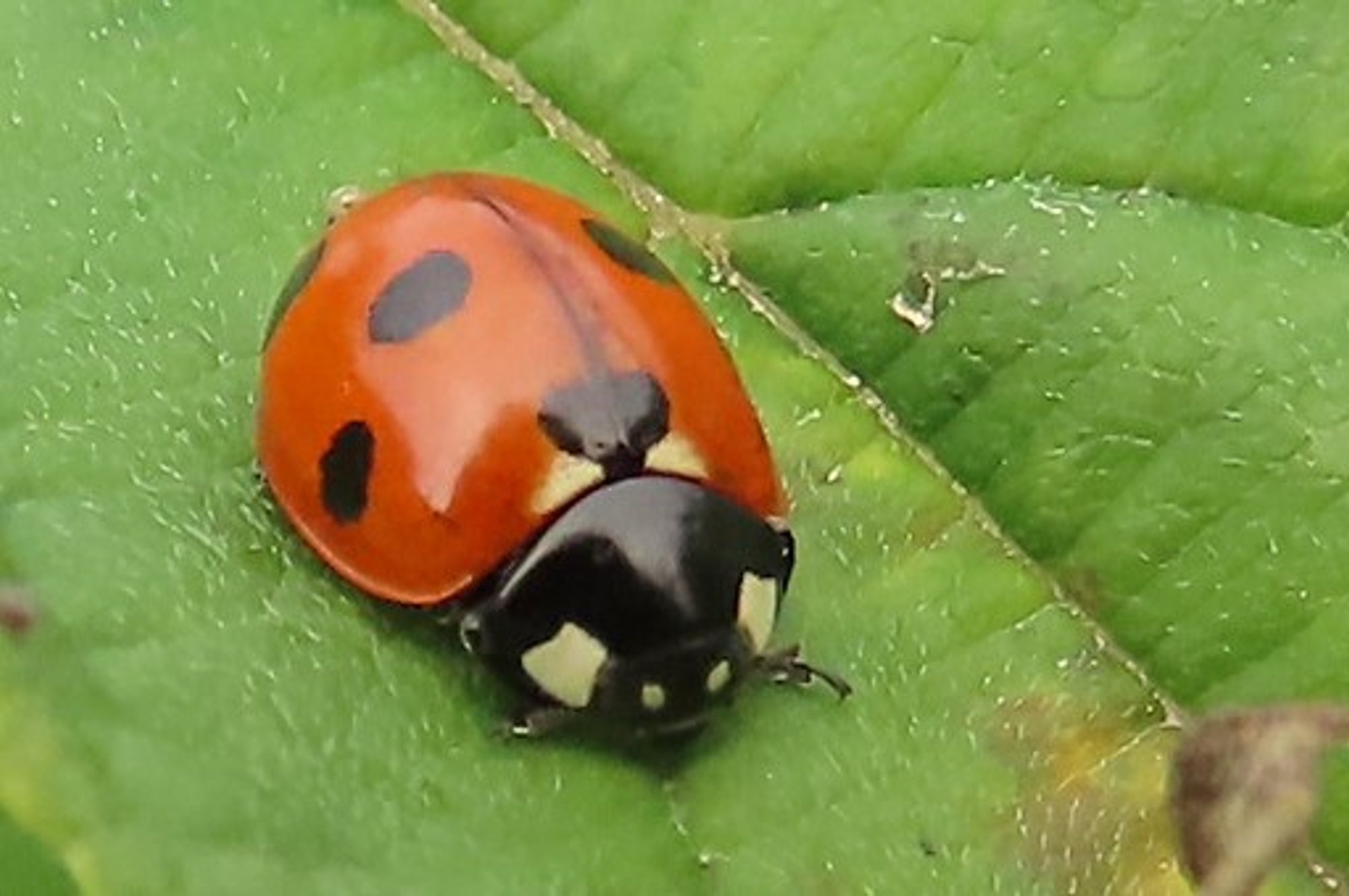 Kuhu peidavad end talveks lepatriinud?