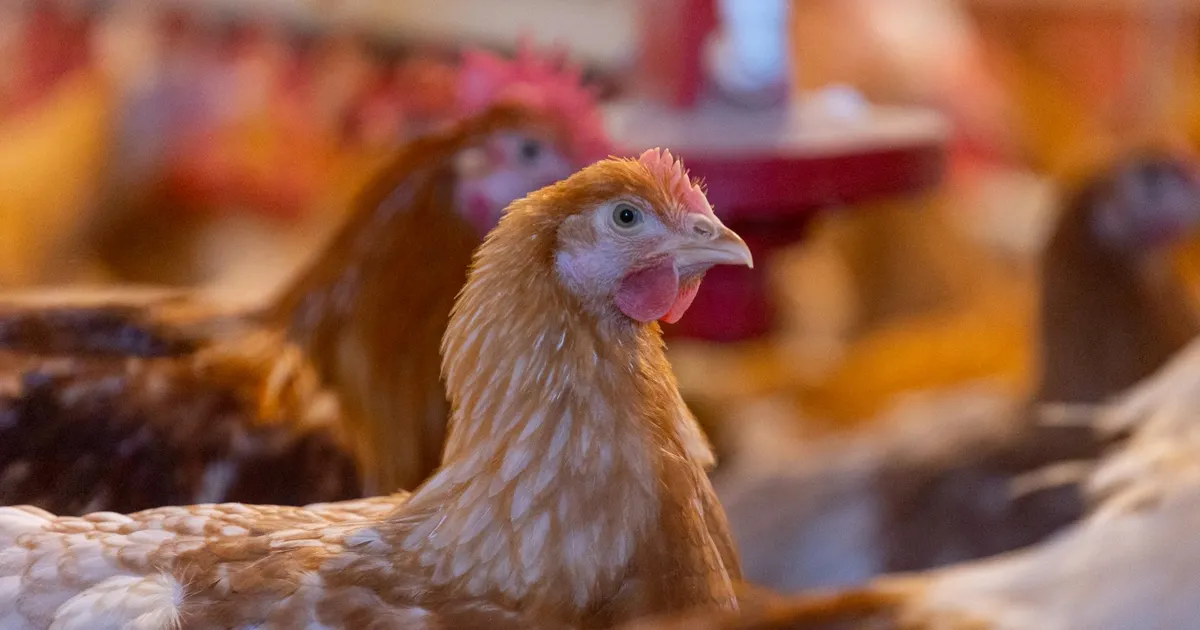 TRIIN KATARIINA TAMMERT ⟩ Vali haritud edukas inimene, mitte broiler!