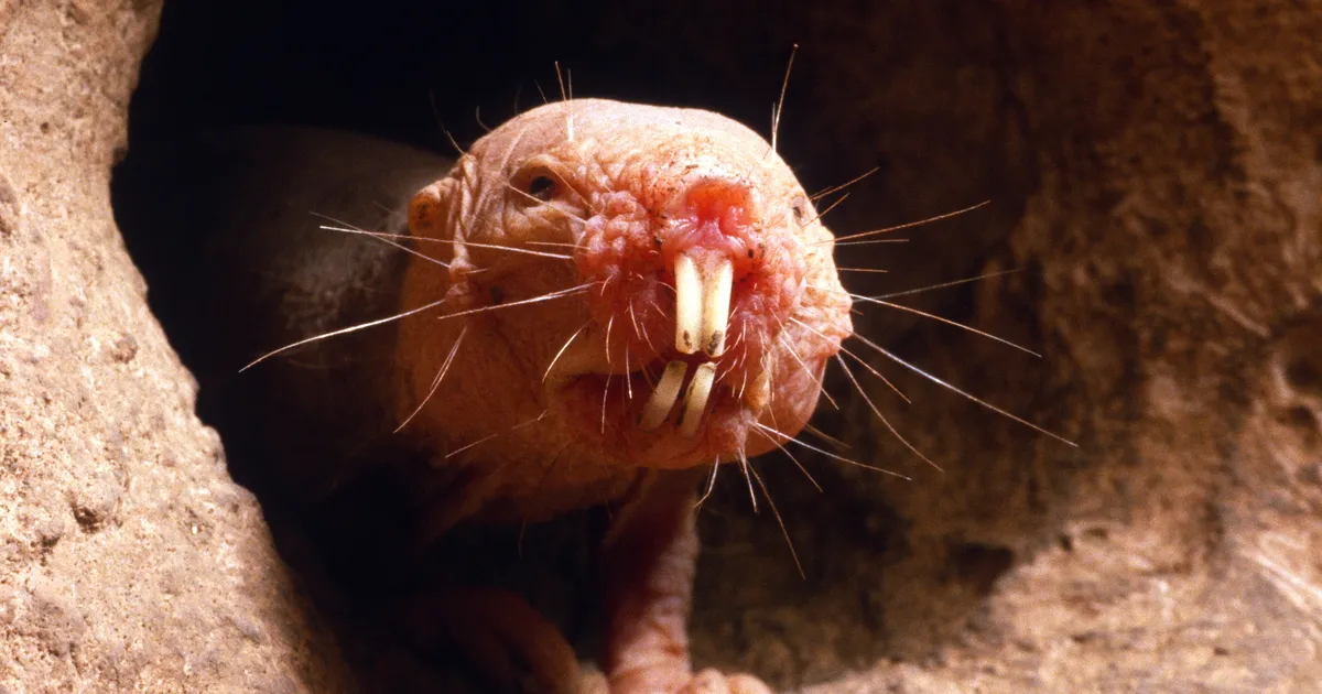 Kummaliste maa-aluste loomade DNA võib juhatada kätte pikaealisuse saladuse