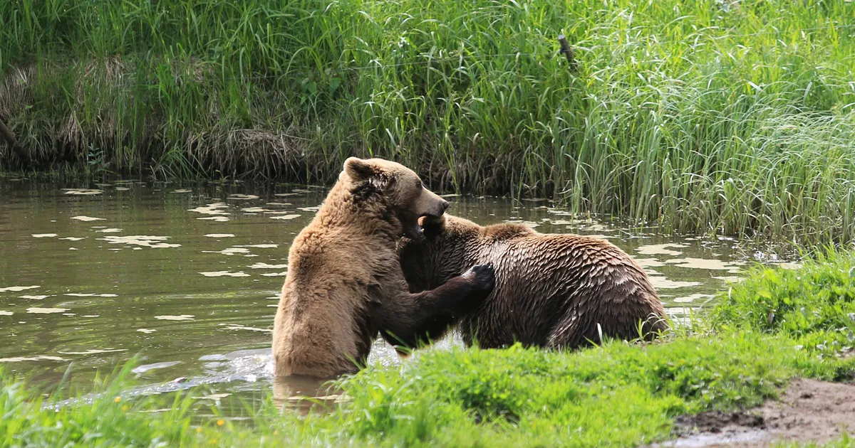 LAURI VAHTRE ⟩ Kas karu väljaheide vallamaja trepil väärib karistust?
