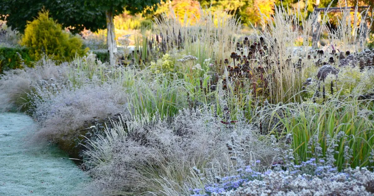 IDEID ⟩ Kõrrelised on sügisese aia pärlid