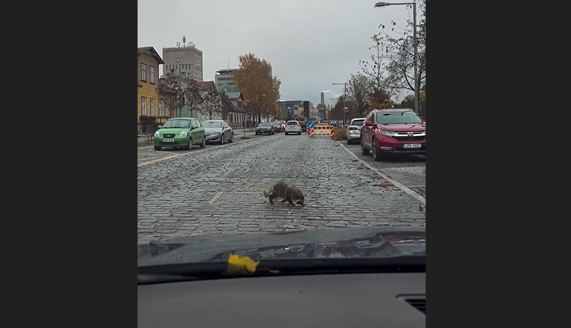 VIDEO | Linnapildis haruldane loom käis Haapsalu tänavatel seiklemas