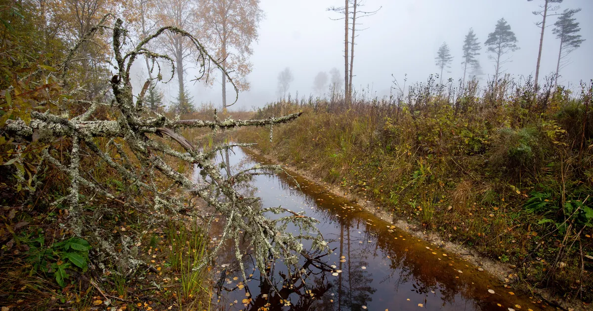 Eesootav nädal toob vihmasabinad