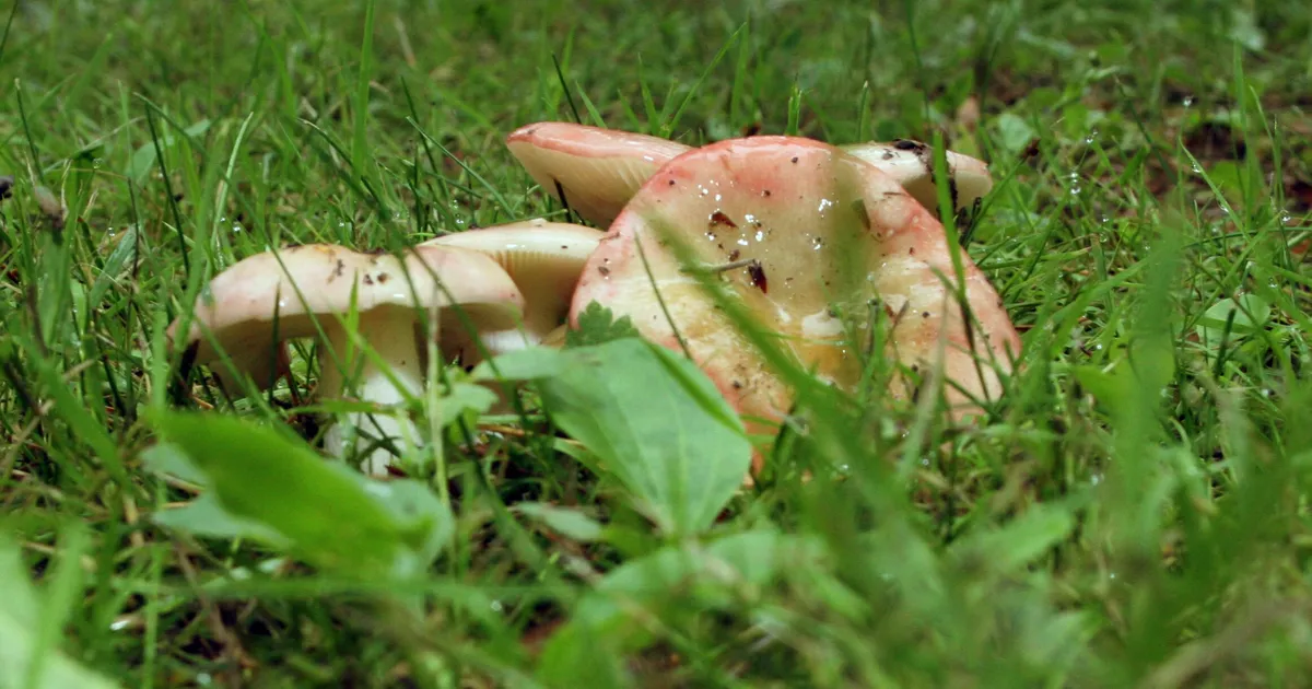 Lähipäevil tuleb kuni 12 kraadi sooja