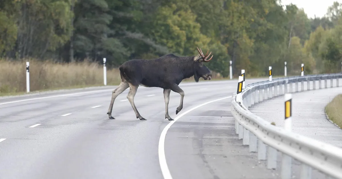 Teele hüpanud põder põhjustas Pärnumaal liiklusõnnetuse