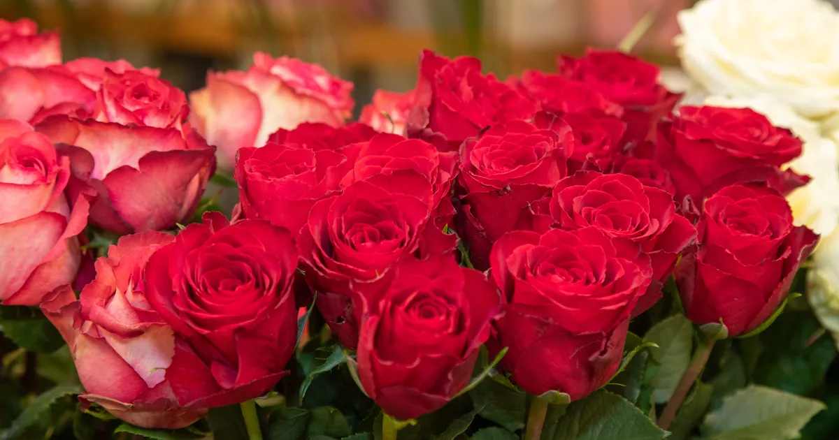 Võru Rimis müüdi roosikimpe enneolematult soodsa hinnaga. «Selline hinnalangetus on eeskujuks!»