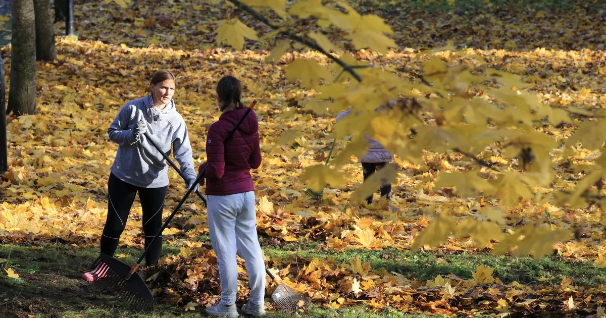 Millal lõpetada muru niitmine? Kas lehti riisuda või ei? Taltechi Tartu kolledži lektor annab nõu
