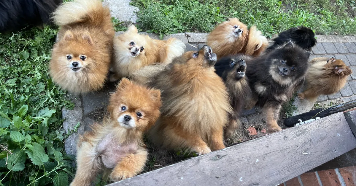 Kutsikavabriku pidajal õnnestus kohtus kaubelda äravõetud koerte ülalpidamiskulu väiksemaks