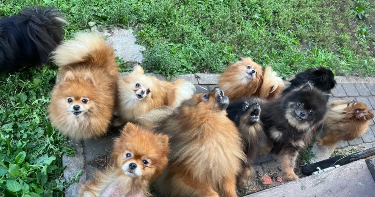 AITA VALIDA ⟩ Selgusid aasta kõige loomasõbralikuma ja -vaenulikuma teo kandidaadid