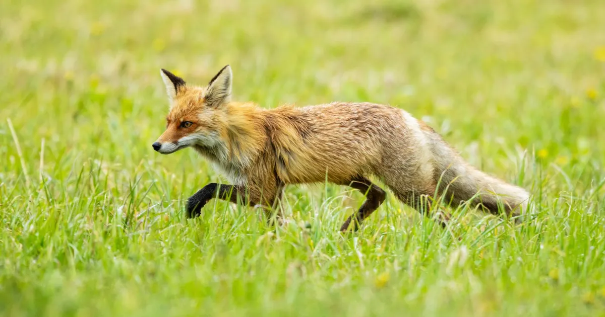 LÕBUS VIDEO ⟩ Rebane mängis Anne kanali rannas hiirega