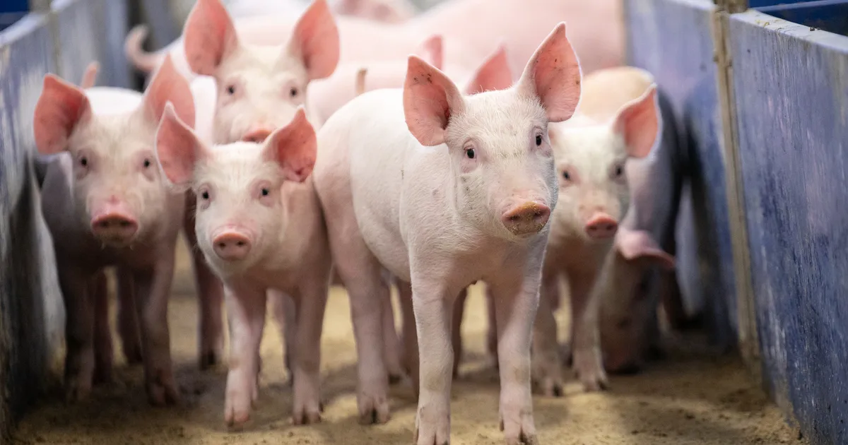 PUUST JA PUNASEKS ⟩ Kuidas olla kindel, et seakatku keerises on toidulaual ohutu liha?