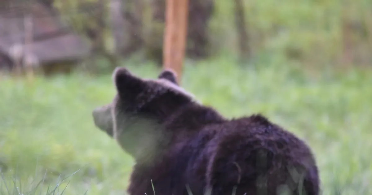 Kohus peatas keskkonnaameti eriloa karude küttimiseks viies piirkonnas