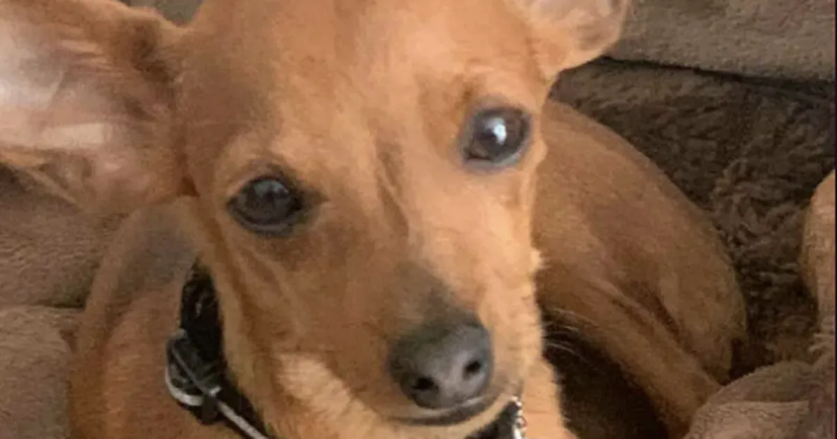 Koerajalutus Tallinnas lõppes tragöödiaga: mu poja parim sõber suri tema käte vahel...