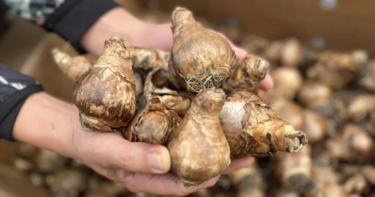 Saaremaal istutatakse 12 000 nartsissisibulat tänutäheks lasteaiaõpetajatele