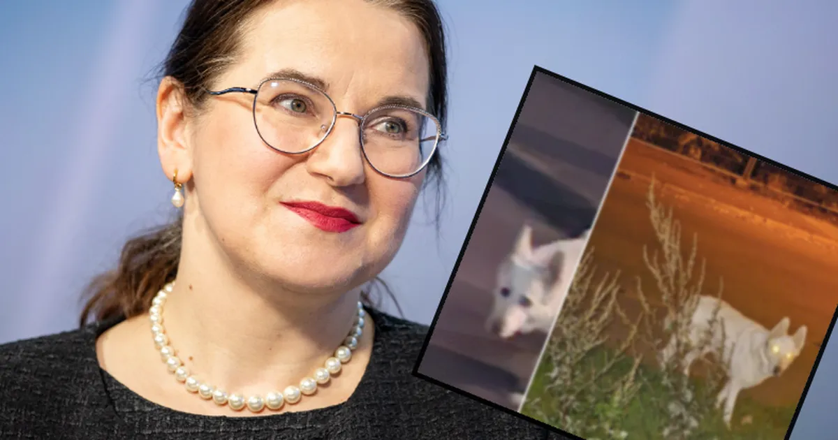 «See koer on viimased viis aastat jalutanud seal.» Liisa Pakosta koer valmistab Kalamaja elanikele muret