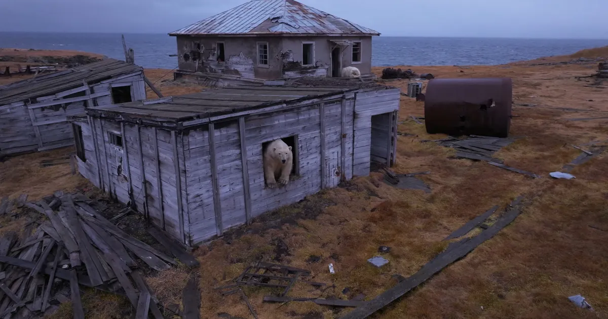 VIDEO JA FOTOD ⟩ Jääkarud hõivasid Arktikas mahajäetud teadusjaama